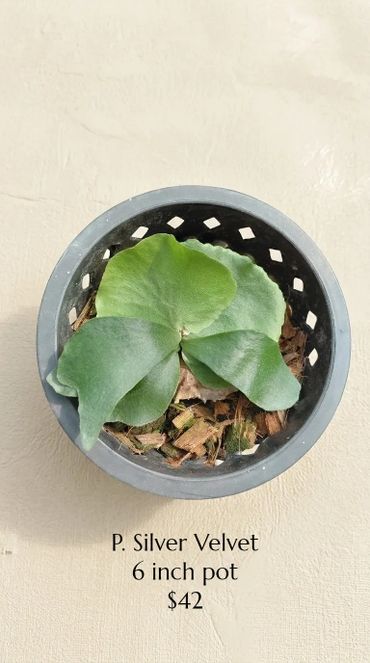 P. Silver Velvet plant in a 6-inch pot priced at $42.