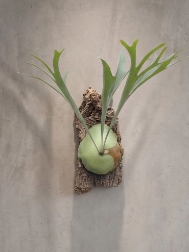 Staghorn fern mounted on a piece of bark against a plain wall.