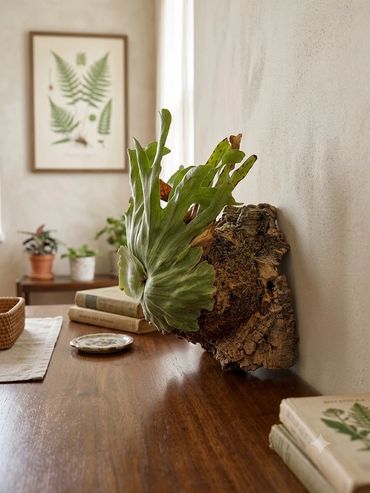 A mounted staghorn fern on a wooden desk with botanical decor.