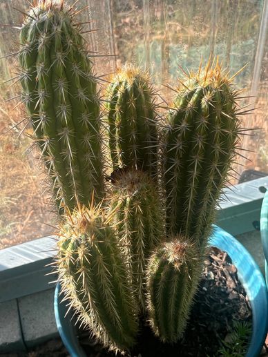 ORGAN PIPE CACTUS
STENOCEREUS
Full Sun - Water when soil is dry
