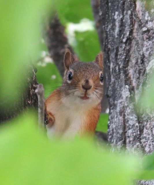 Morning squirrel checking you out