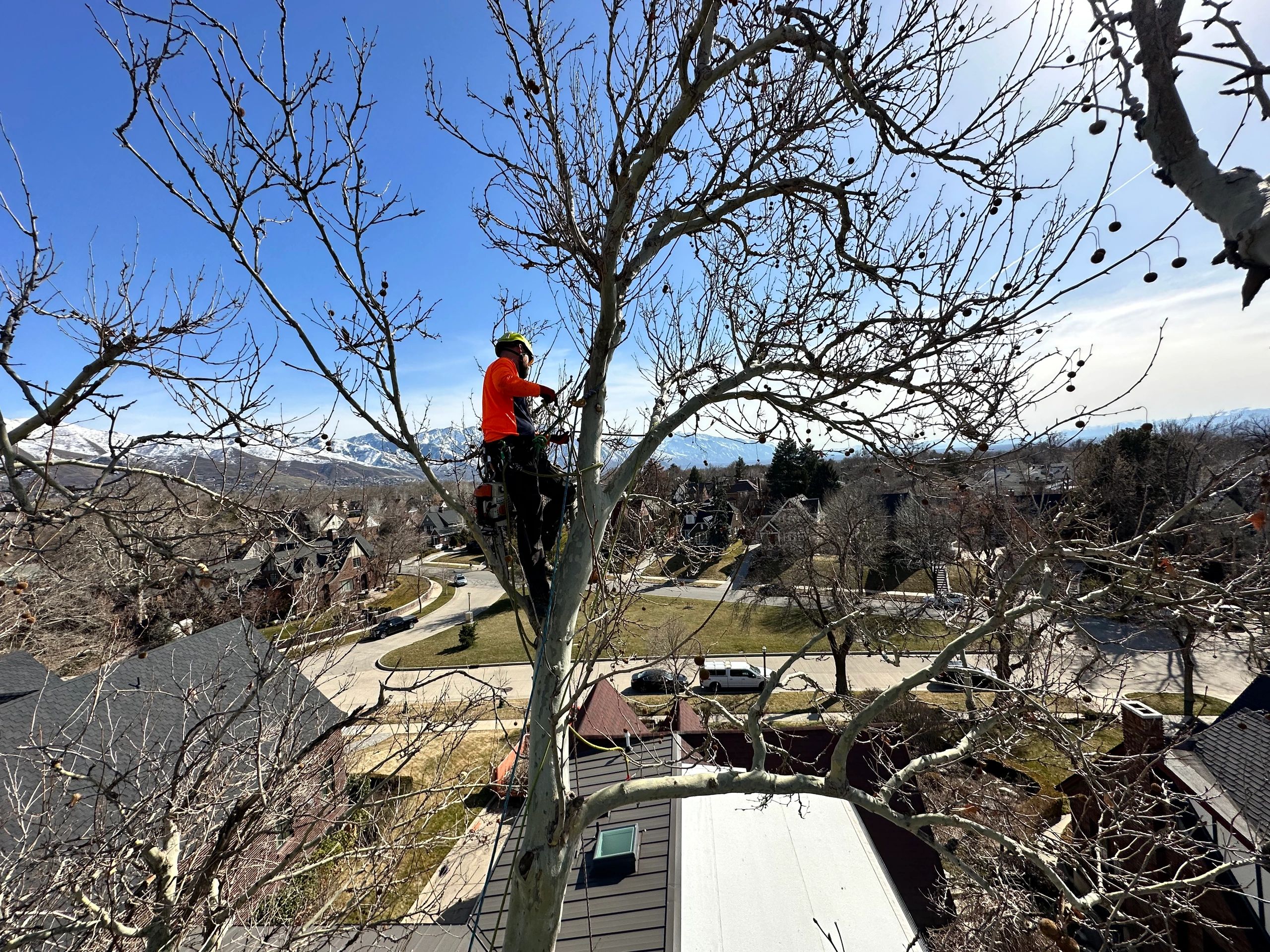 Sterling Tree Company work site