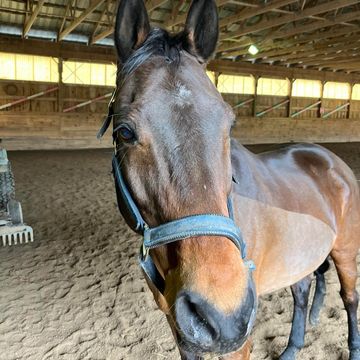 Horse Leases Near Me