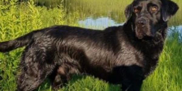 A black dog standing on grass near a water body.