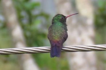 Colibrì
