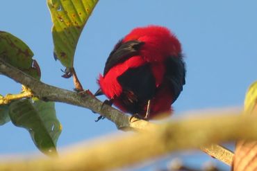 Ramphocelus dimidiatus. (Tangara bicolor)