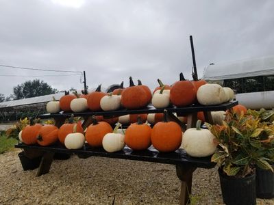 White buck pumpkins
Orange Jack-o-lantern pumpkins