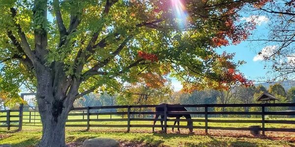 horse in paddock