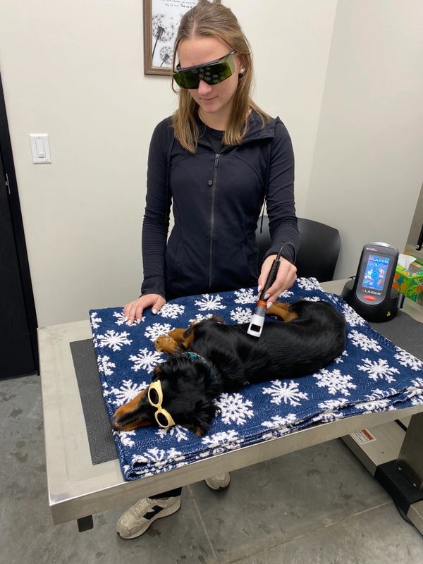 A woman wearing protective glasses uses a laser device on a dog lying on a snowflake blanket.