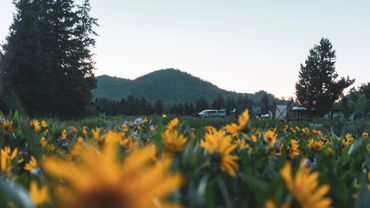 Field of yellow flowers with mountains and trees in the background at dusk.