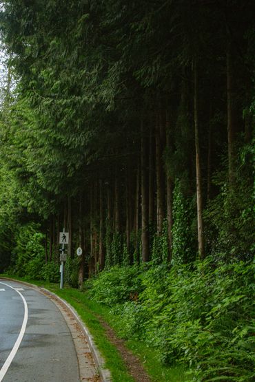 A curved road beside a dense forest with pedestrian crossing signs.