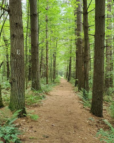 Trail in the Forest