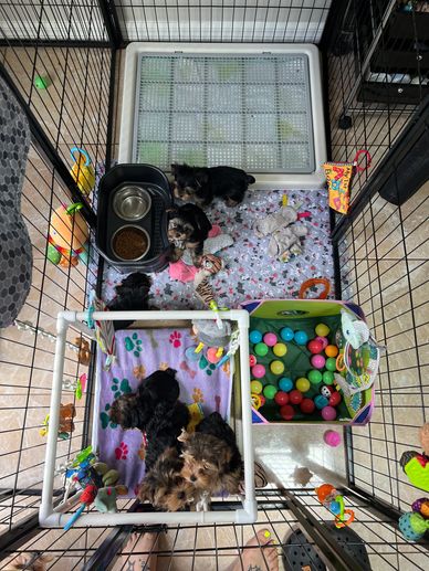 Puppy pen setup