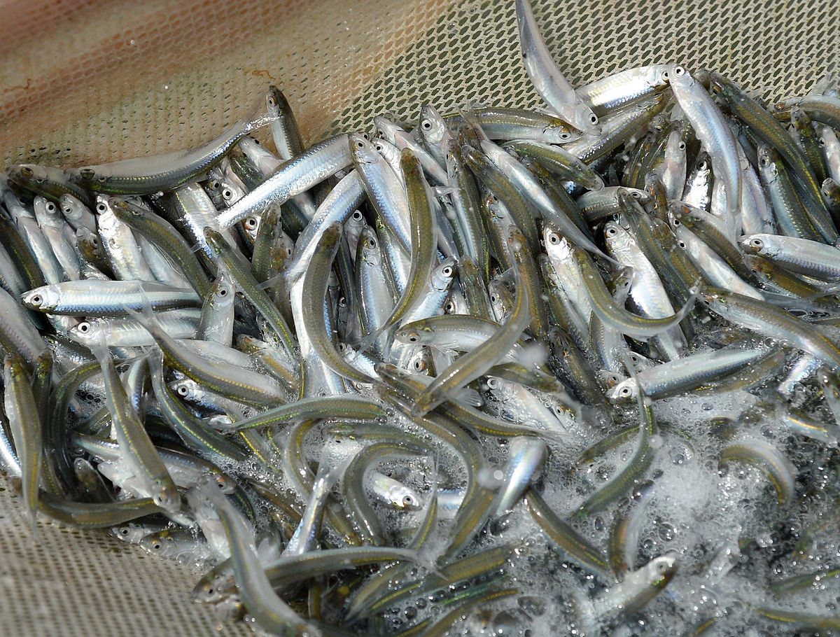 Live minnows sale
