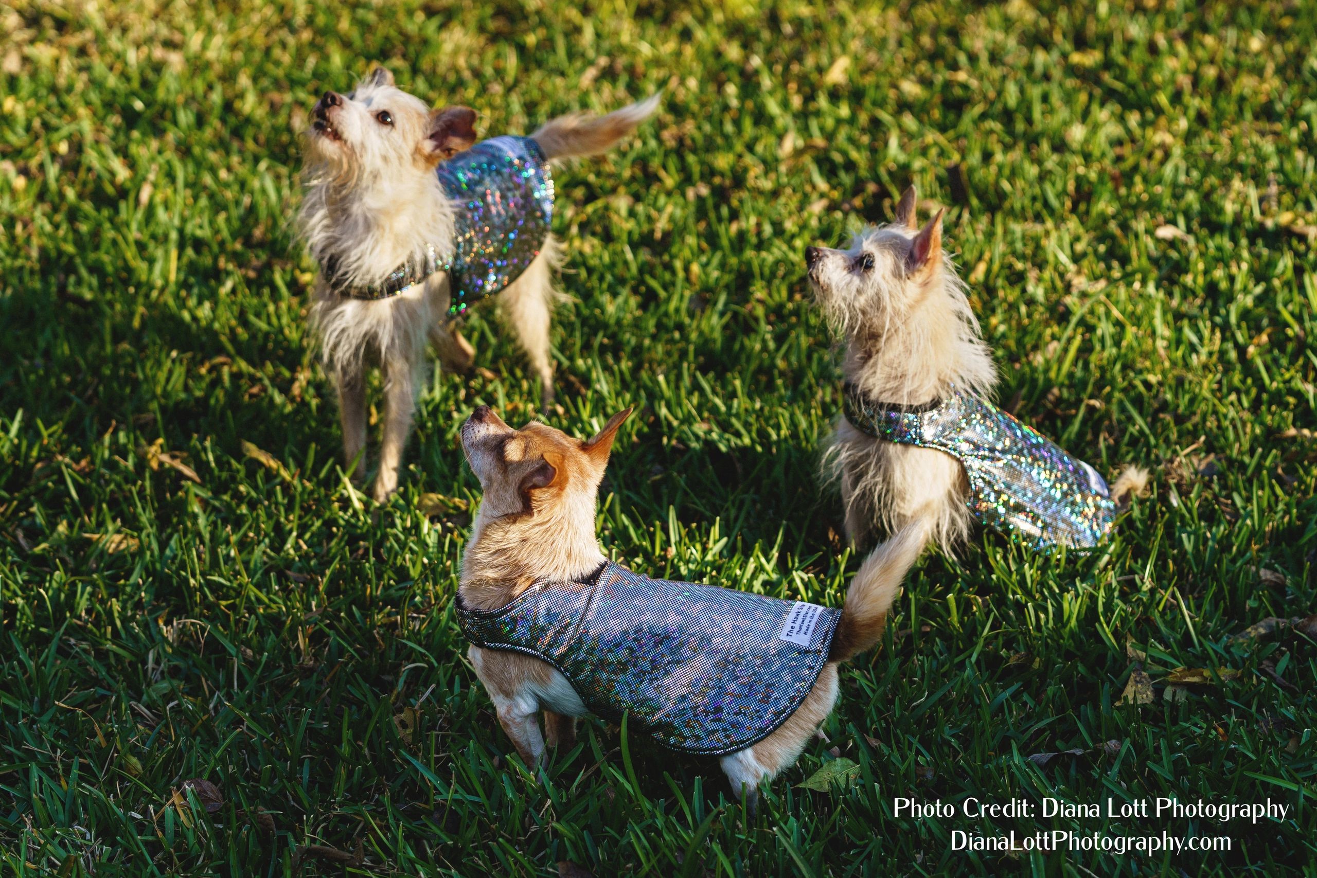 Pet Protection Vests with Spikes Help Protect Small Dogs from Predators