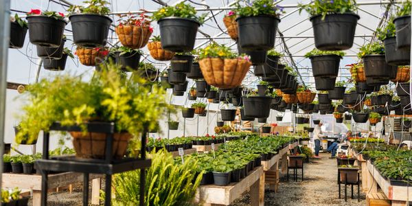 A large greenhouse filled with hanging pots and plants on tables, with two people in conversation at the back.