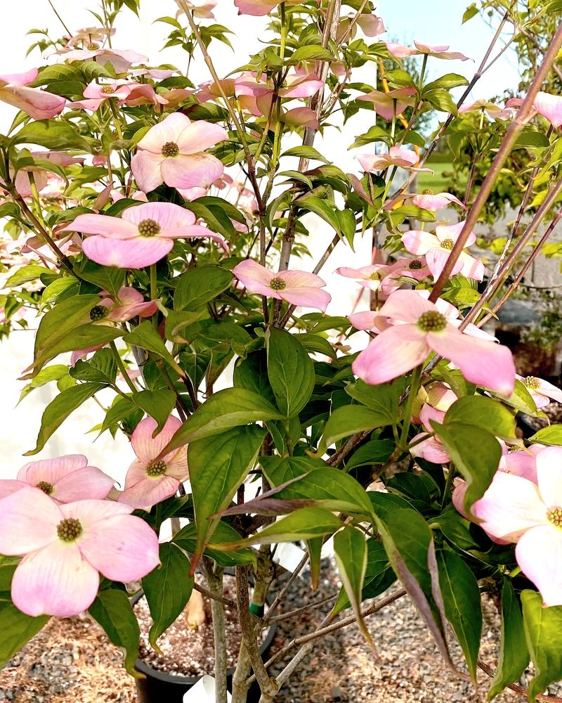 Pink dogwood flowers blooming on a leafy shrub outdoors.