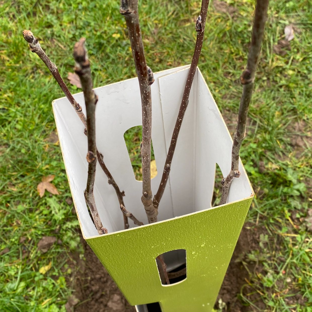 Plastic-free, recyclable and sustainable tree-shelters - available in a range of sizes