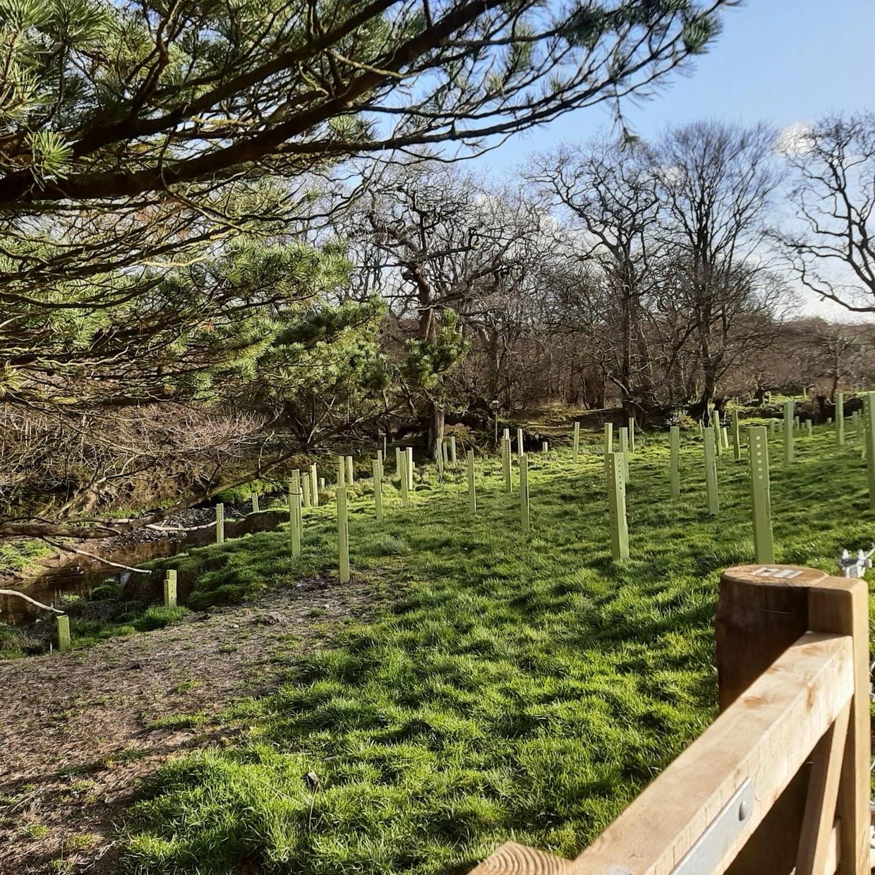 Eco-friendly - plastic-free, recyclable and sustainable tree-shelters. Biodegradable. Simple to use