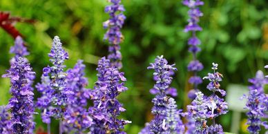 Lavender oil is known for its anti-inflammatory, antifungal, antidepressant, antiseptic, antibacteri