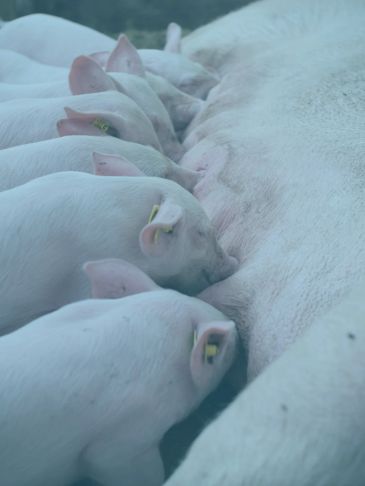 Piglets nursing from their mother sow in a farm setting.