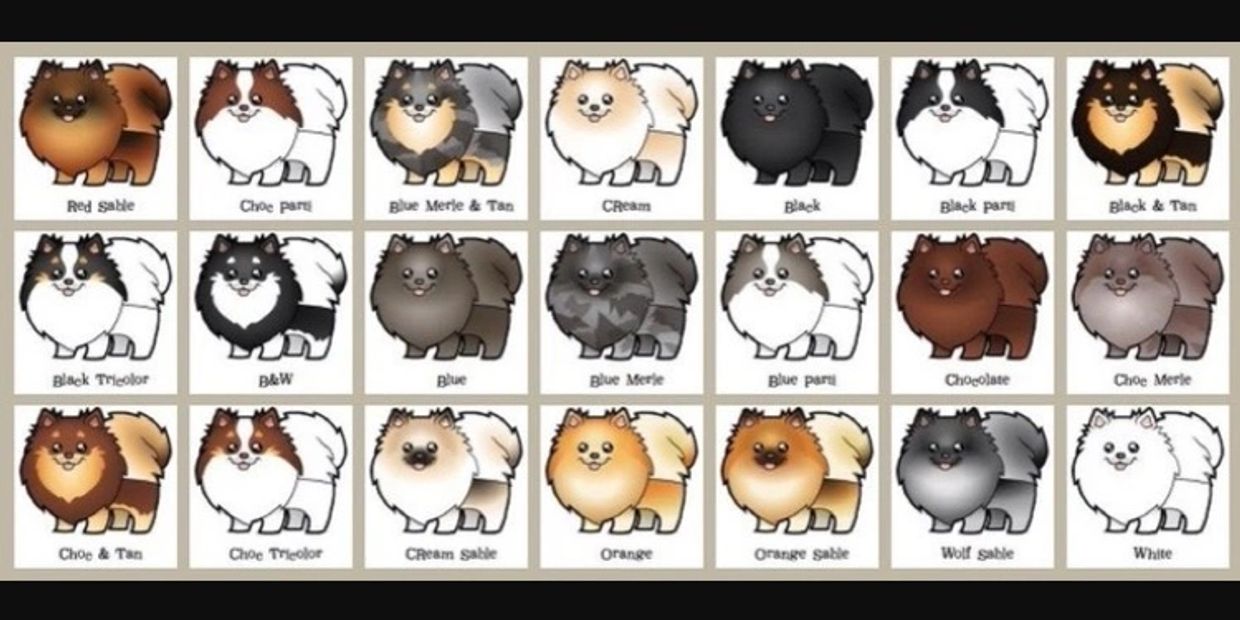 Pomeranian Color Chart