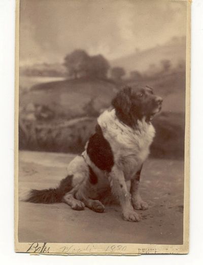 Woodie, a Denver Fire Department dog, c. 1884