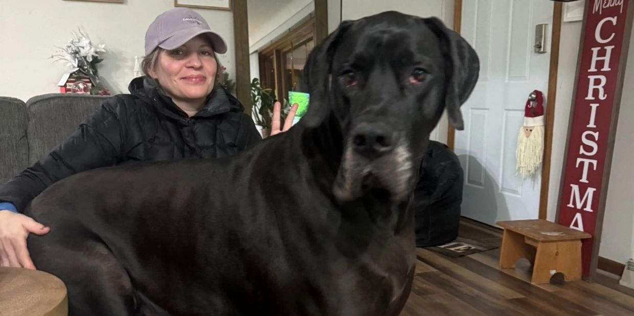 A woman sitting on a couch behind a large black dog indoors.
