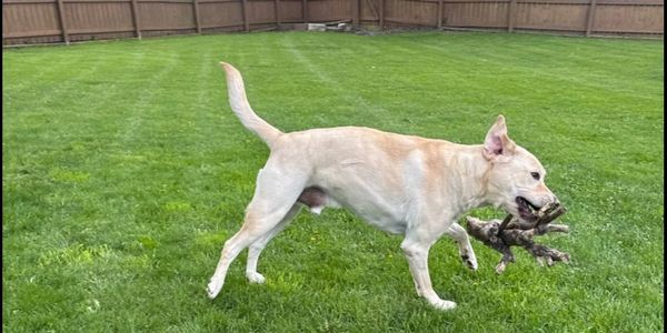 A yellow Labrador retriever carrying multiple sticks in its mouth on a green lawn.
