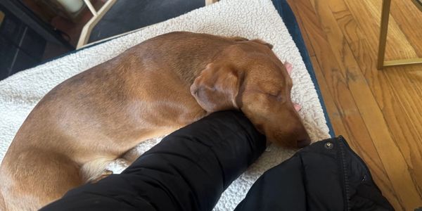 A brown dog sleeping with its head resting on a person's arm.