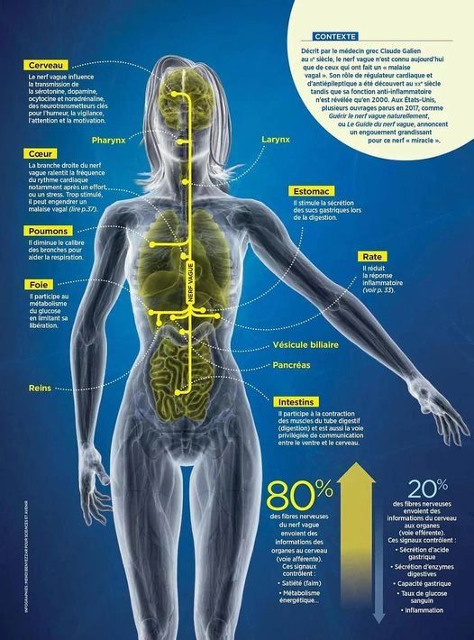 Le Nerf Vague et sa Relation avec le Fascia : La Myofascialogie,