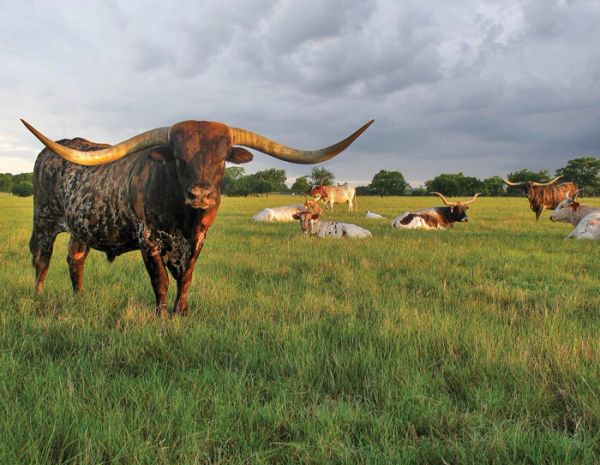 A Texas Longhorn bull stands in a field with others resting.