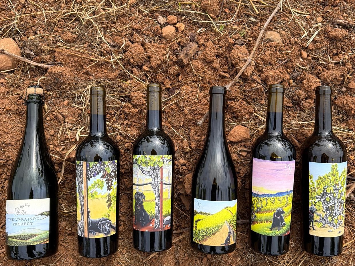 Six wine bottles with artistic labels featuring dogs and vineyard scenes on soil.