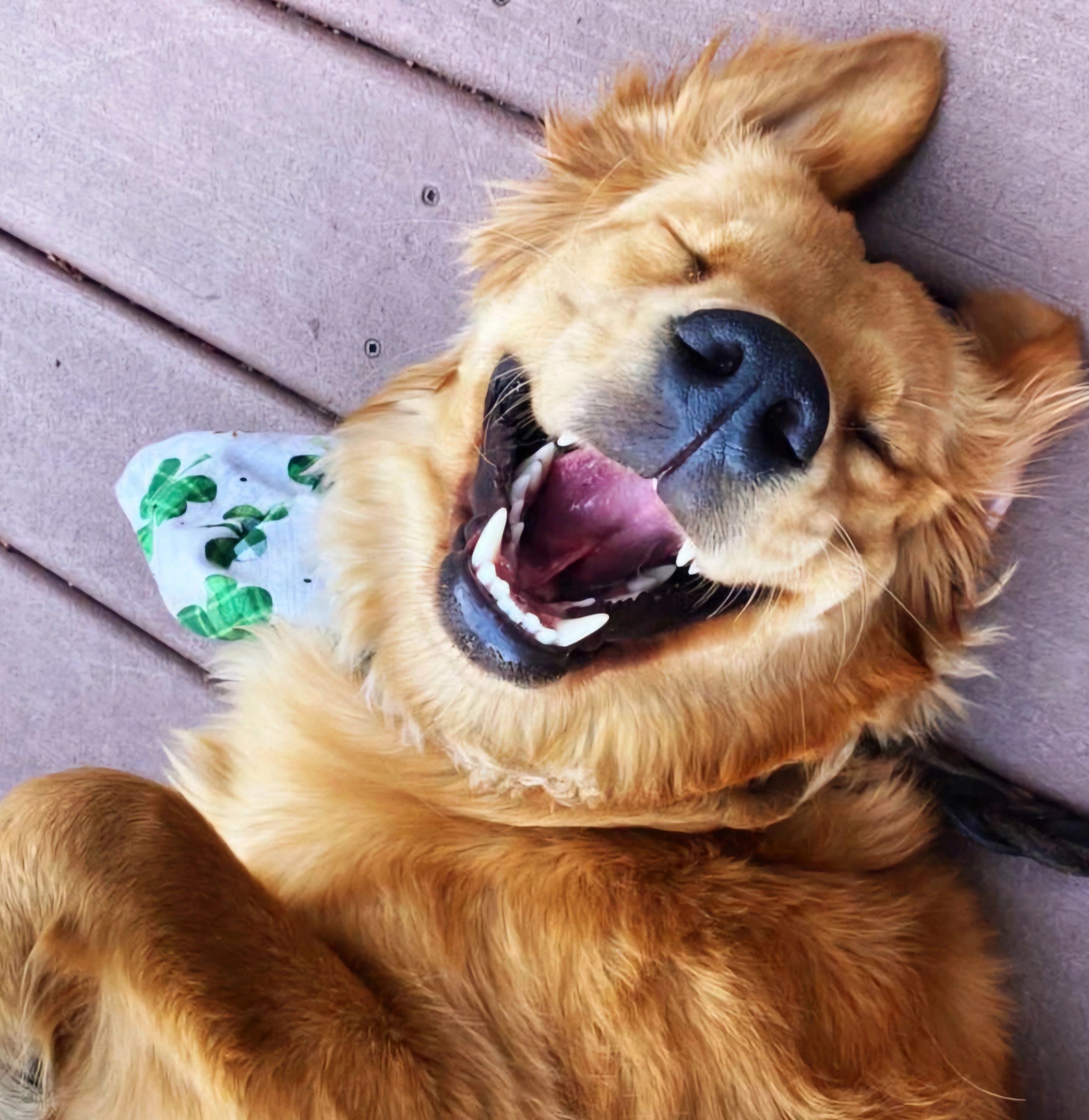 Home doggy diggz com Home doggy diggz com