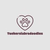 Tucker's labradoodles