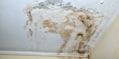 Our professional team of Licensed Mold Assessors can help guide you through any problem!