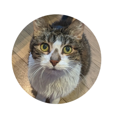 Cat Nurse Jocie, brown Tabby with white, Bloo