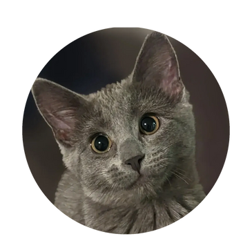 Cat Nurse Jocie, grey kitten, Kuchi Kopie 