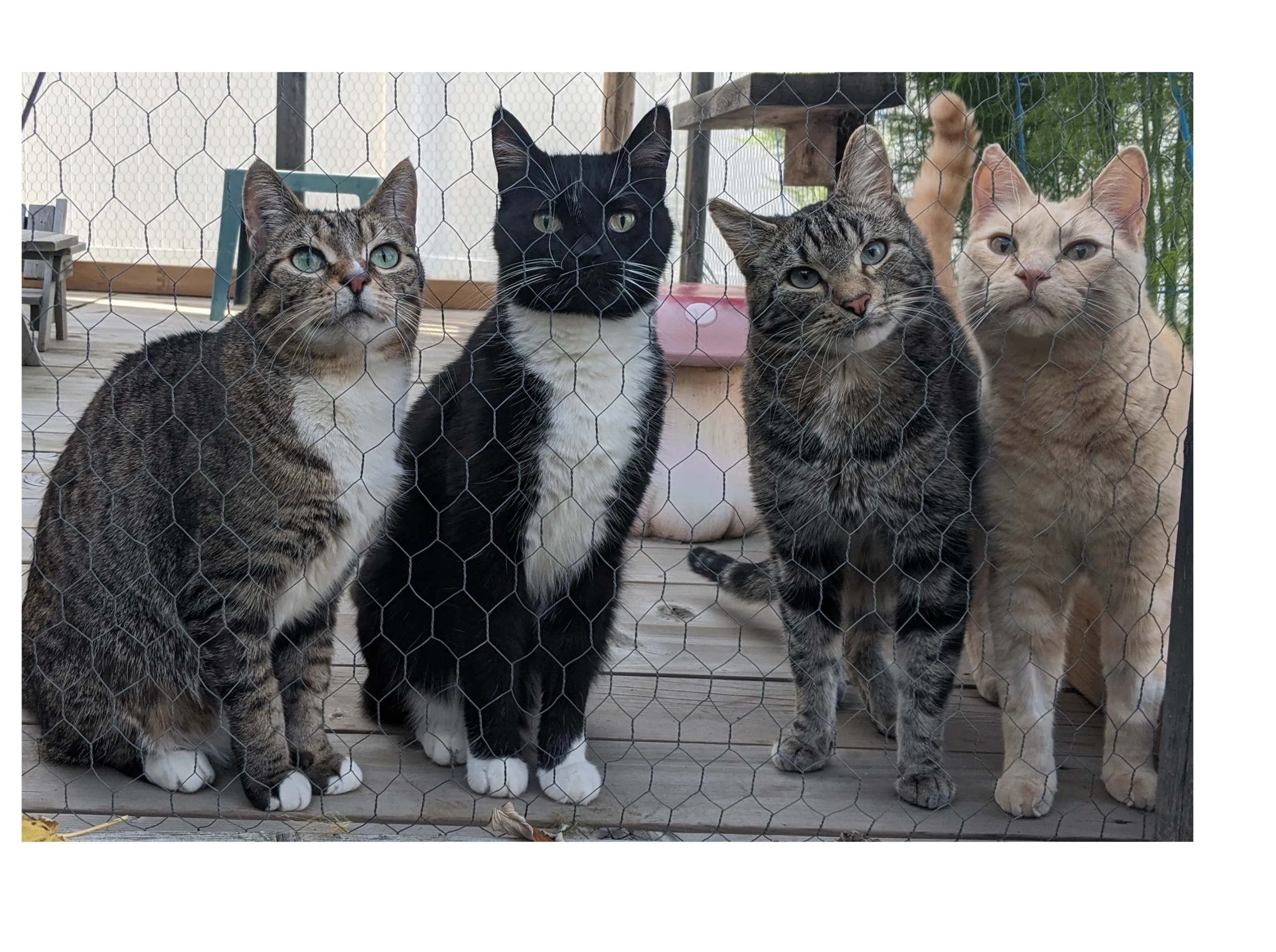Cat Nurse Jocie, four cats 