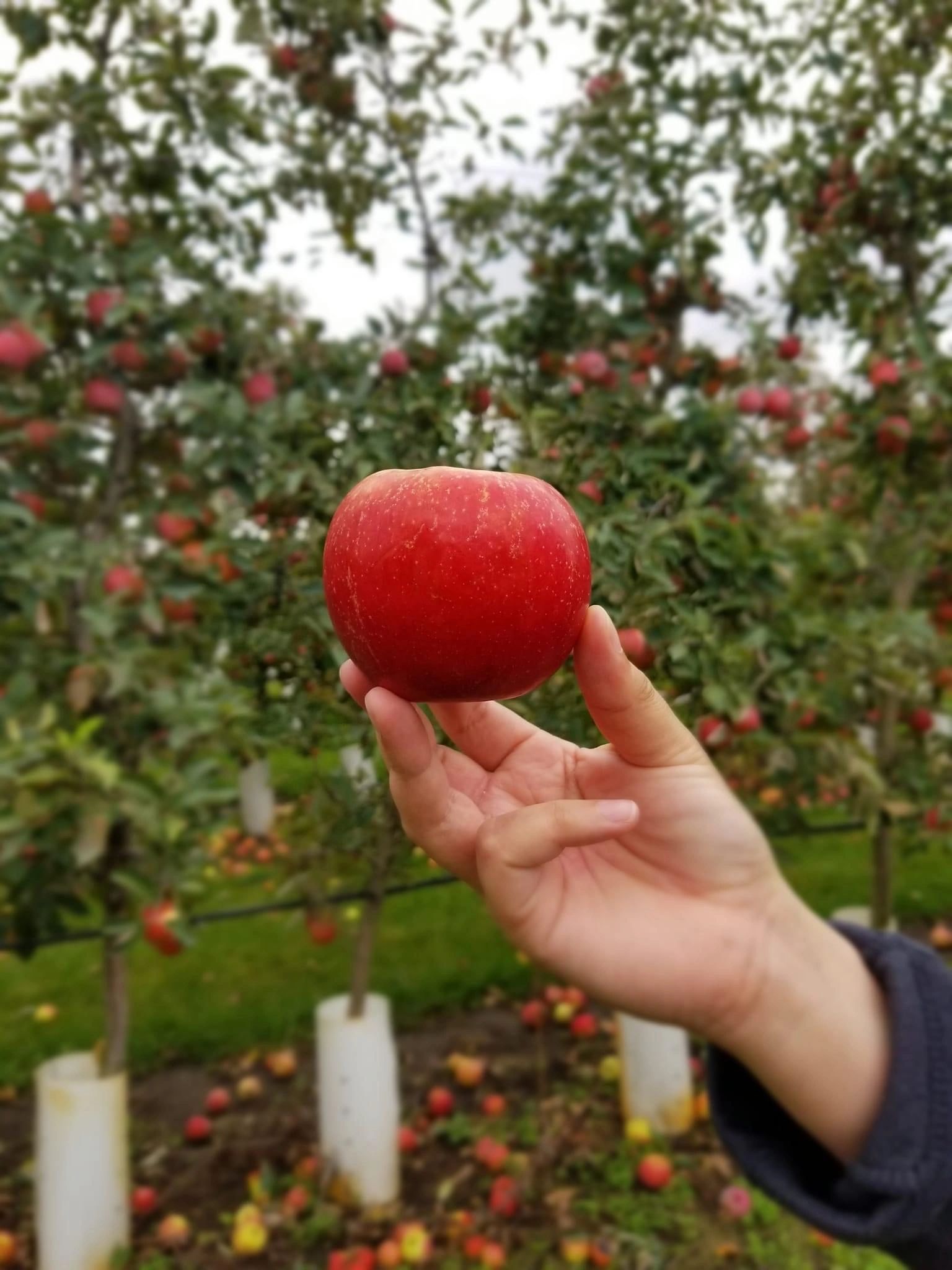 Prairie Sky Orchard in Union