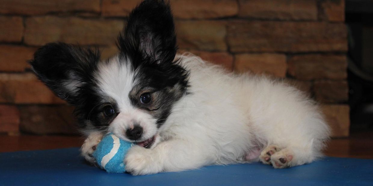 Close picture of a dog