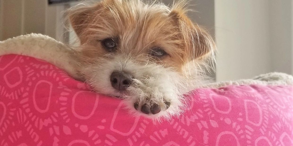 Close picture of a dog