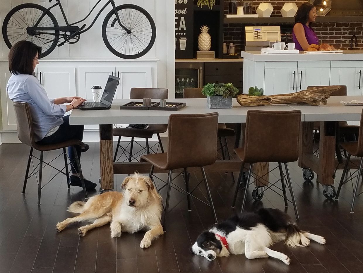 Close picture of a dog