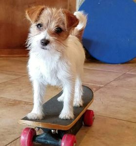 Small dog balancing on a skateboard.
