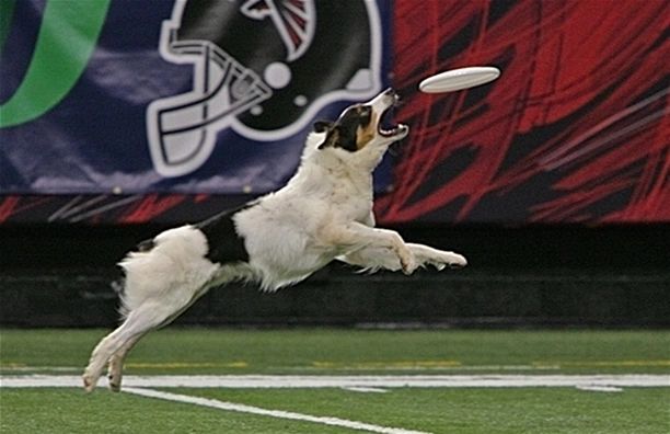 atlanta dog trainer atlanta dog trainer