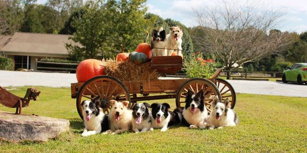 Well-behaved dogs following dog obedience training in Atlanta, GA.