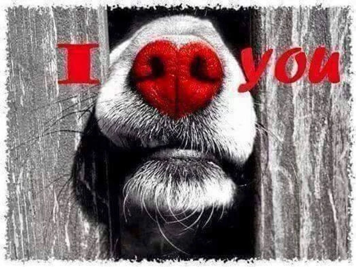 Dog Boarding, Dog Training Atlanta Dogworks Alpharetta,