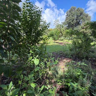 A green garden with various plants under a blue sky.
