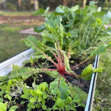 Green plants growing in a garden bed outdoors.