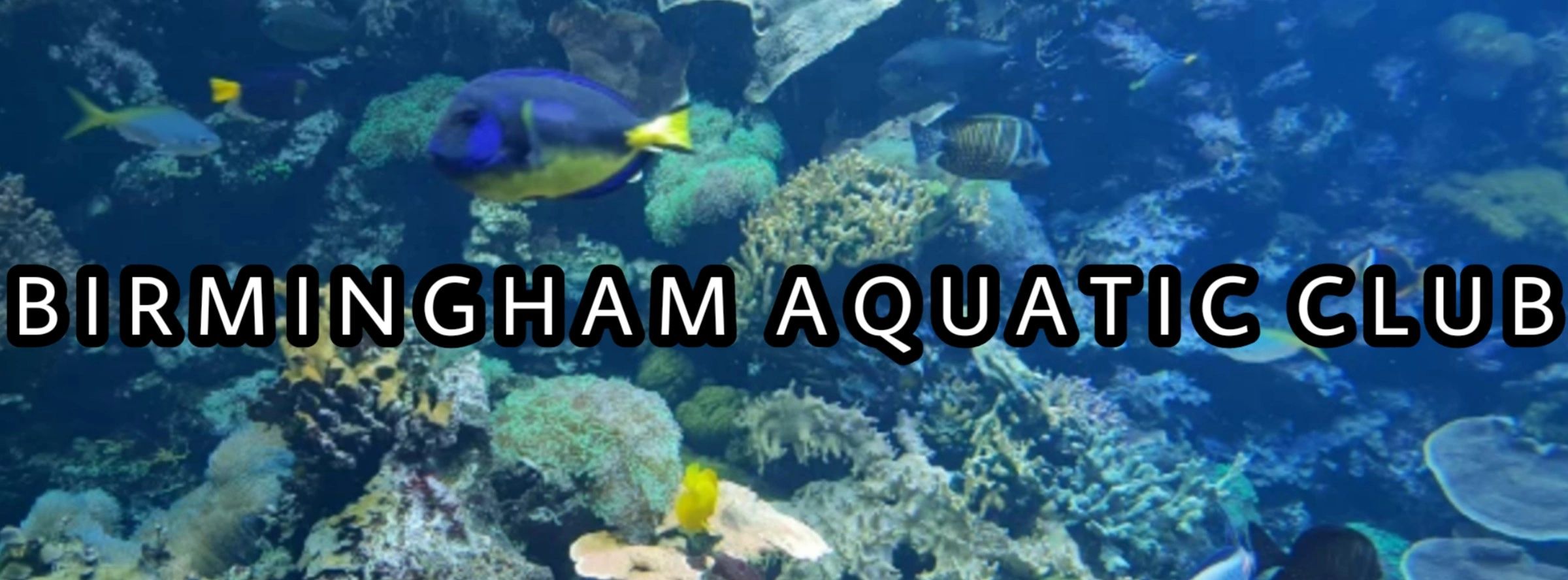 Marine Aquariums Birmingham Aquatic Club